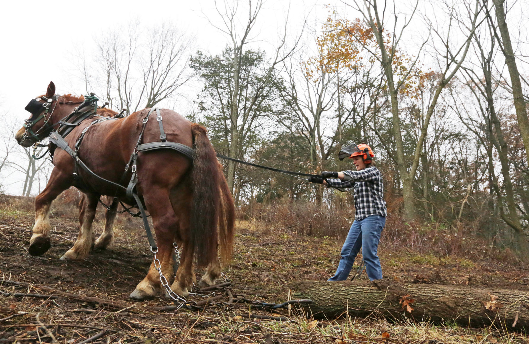 Horse powered